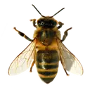 Homestead Apiaries Inc