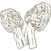 The Brown Morel